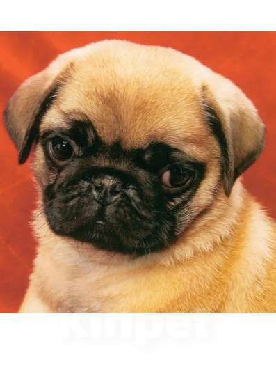 Собаки в Екатеринбурге: Щенки мопса Мальчик, 20 000 руб. - фото 1