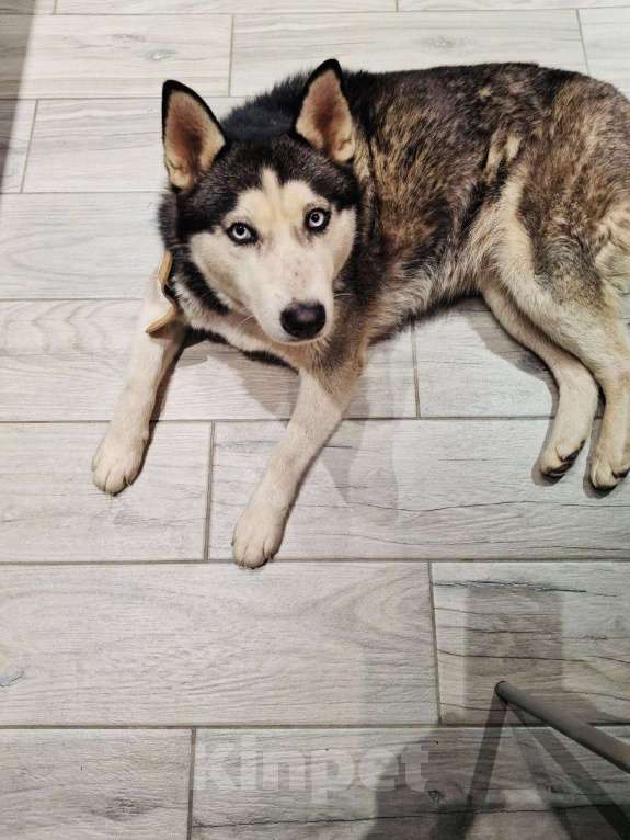 Собаки в Краснодаре: Даша Девочка, Бесплатно - фото 5