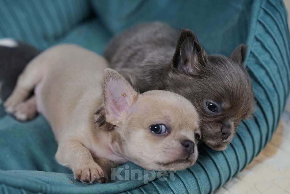 Собаки в Самаре: Голубой соболь мальчик чихуахуа Мальчик, 40 000 руб. - фото 3