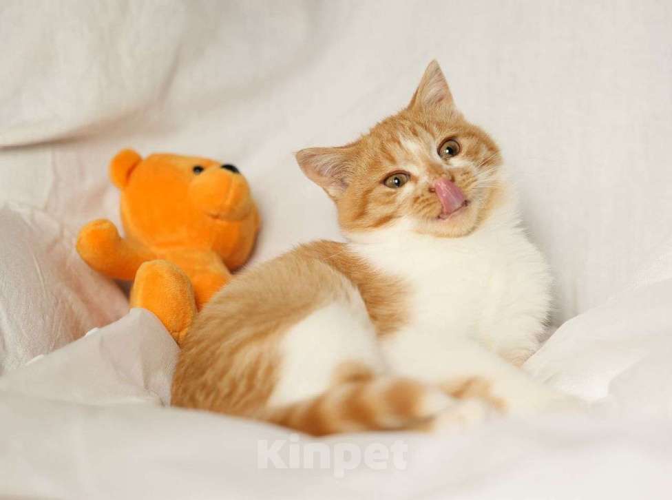 Кошки в Москве: Рыжий котенок в добрые руки  Мальчик, Бесплатно - фото 3