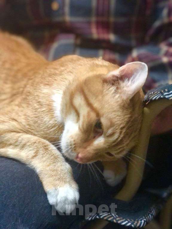 Кошки в Москве: Ласковый кот Федя в дар Мальчик, Бесплатно - фото 2