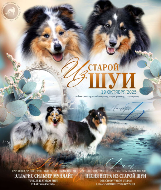 Собаки в Вологде: Очаровательная сука шелти Девочка, Бесплатно - фото 2