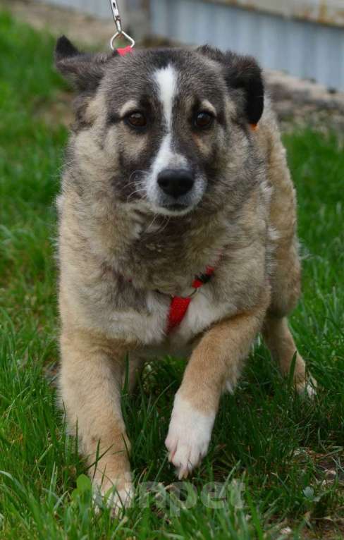 Собаки в Воронеже: Молодая собачка в добрые руки  Девочка, Бесплатно - фото 4