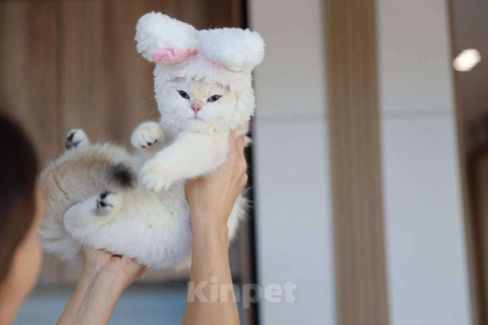 Кошки в Москве: Британская девочка Лолла Девочка, 100 000 руб. - фото 10