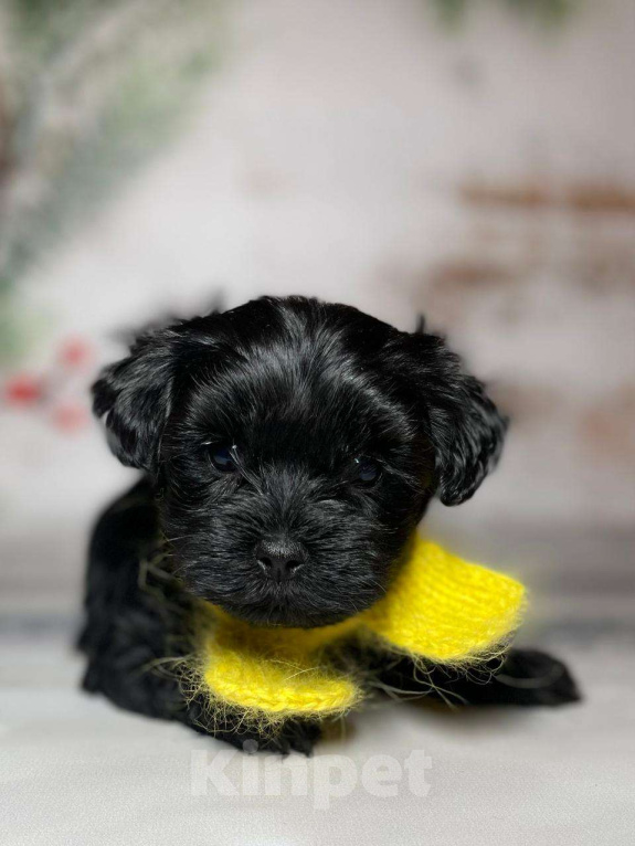 Собаки в Москве: Черный йорк Мальчик, 66 000 руб. - фото 1