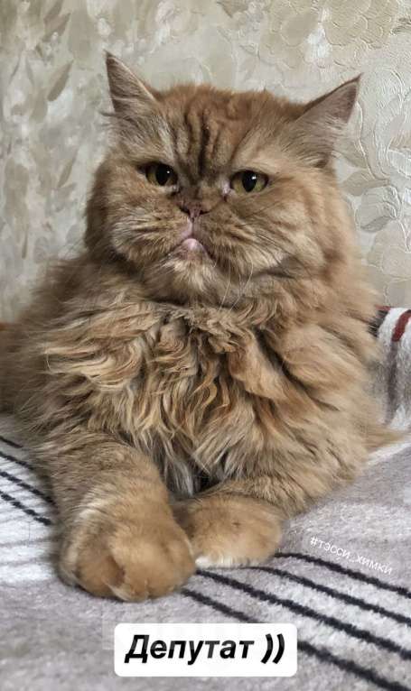 Кошки в Москве: ТЭССИ ИЩЕТ ДОМ Девочка, Бесплатно - фото 7