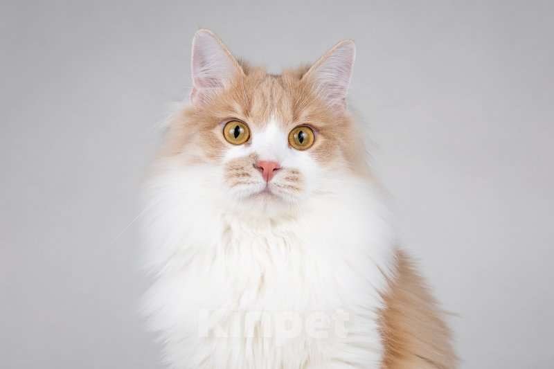 Кошки в Москве: Пирожок - котик, который улыбается. Мальчик, Бесплатно - фото 3