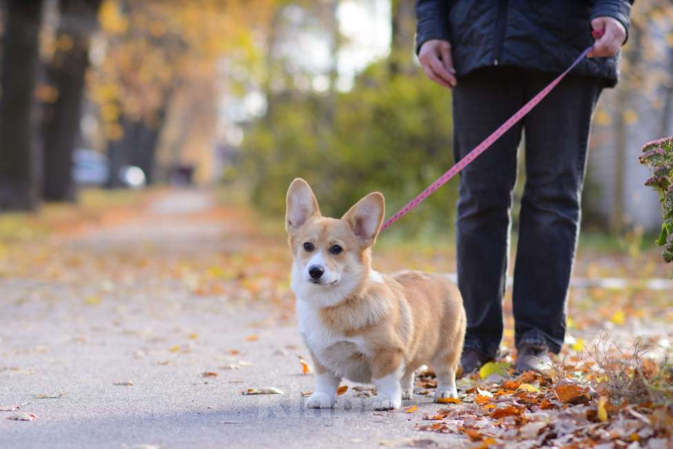 Собаки в Воронеже: Щенки Вельш Корги Пемброк Девочка, 75 000 руб. - фото 1