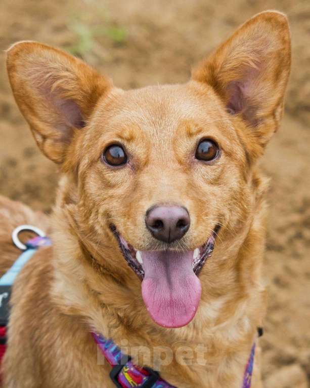 Собаки в других городах Московской области: Малышка Зизи ищет семью Девочка, Бесплатно - фото 2