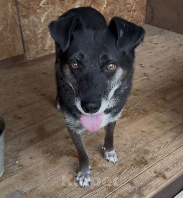 Собаки в Москве: Добрейший Марвин ищет дом Мальчик, Бесплатно - фото 2