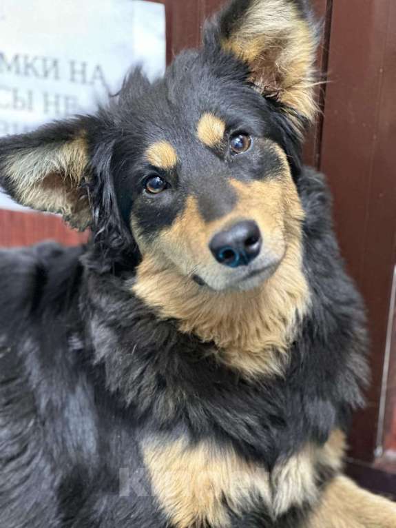 Собаки в Москве: Серсея. Собака с ушами на миллион Девочка, Бесплатно - фото 3