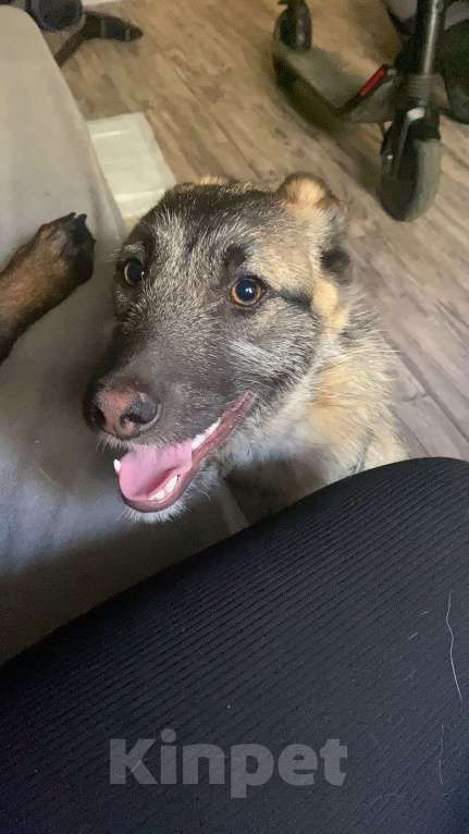 Собаки в Шатуре: Малинка Девочка, Бесплатно - фото 2