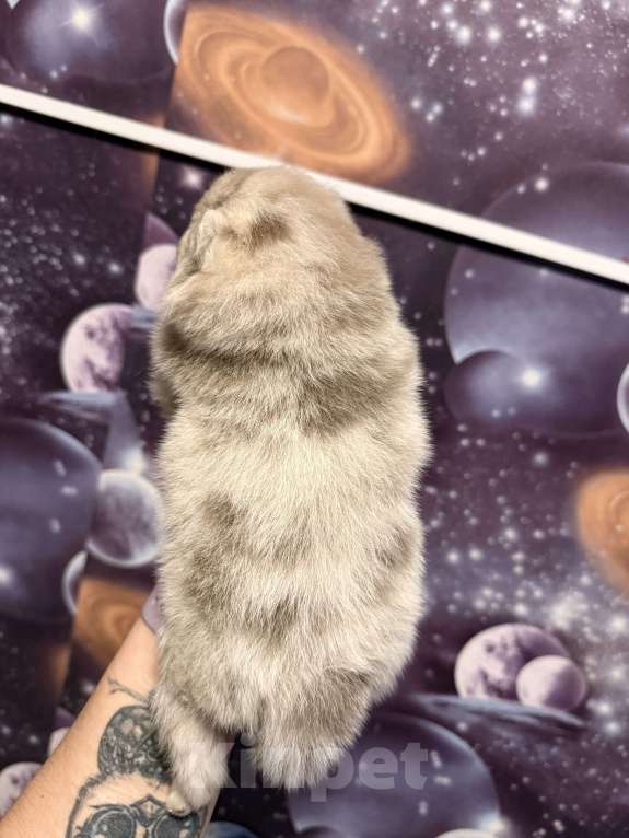 Собаки в других городах Тульской области: Щенок померанского шпица Девочка, 50 000 руб. - фото 3