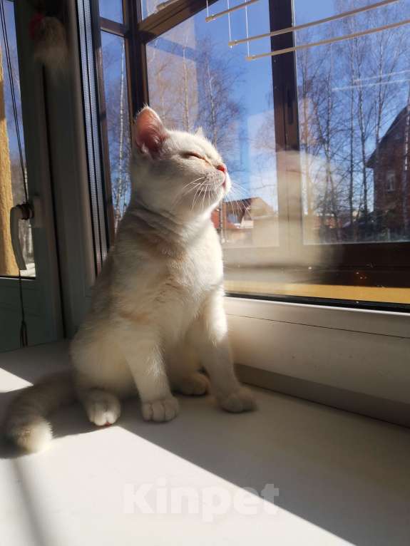 Кошки в Москве: Шотландский мальчик красавчик Мальчик, 10 000 руб. - фото 3