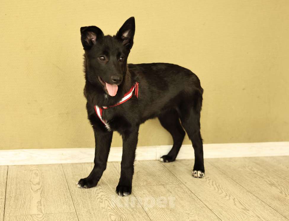 Собаки в Москве: Щенок бесплатно в Москве Девочка, Бесплатно - фото 3