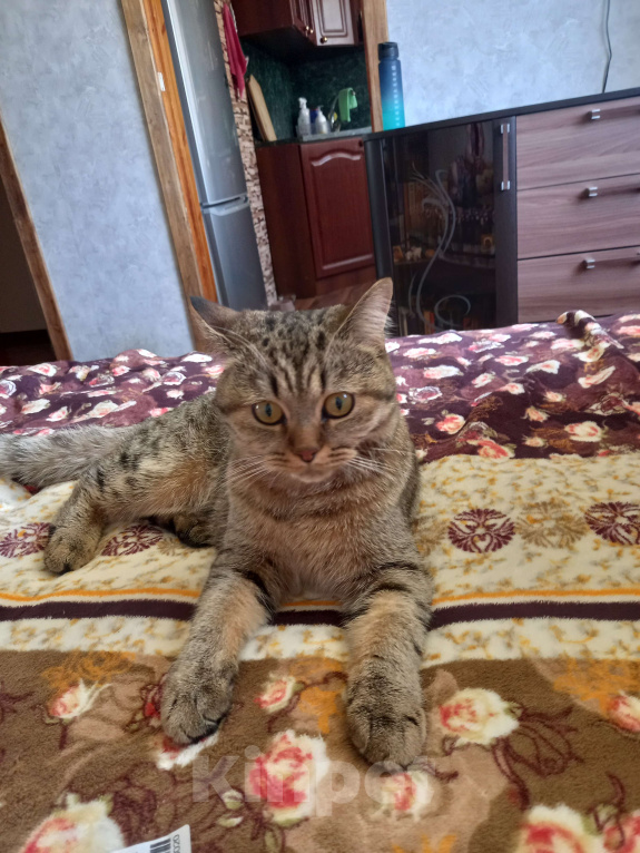 Кошки в Павловском Посаде: Кот Кеша Мальчик, Бесплатно - фото 4