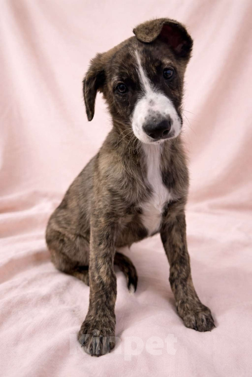 Собаки в Москве: Терри девочка в поисках дома Девочка, Бесплатно - фото 5