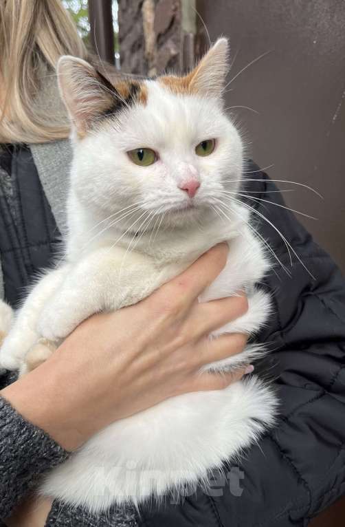 Кошки в других городах Московской области: Трехцветная кошка Горошина ищет дом Девочка, Бесплатно - фото 6