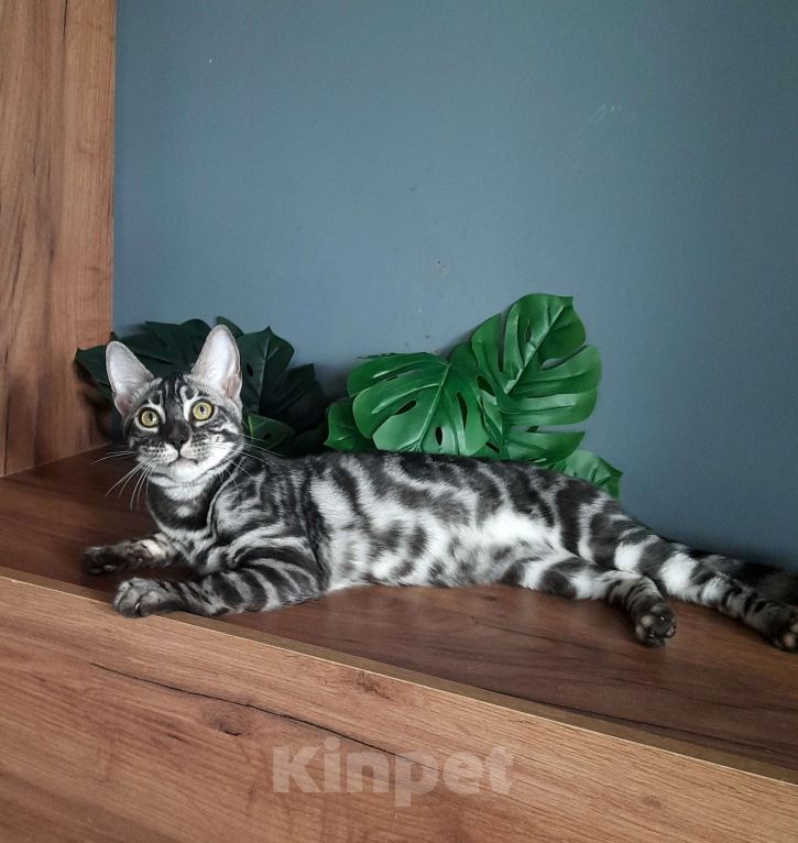 Кошки в Москве: Девочка угольное серебро Девочка, Бесплатно - фото 4