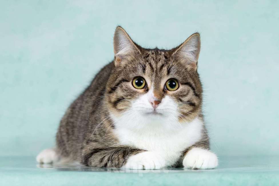 Кошки в Москве: Котики Тоша и Таша в добрые руки Мальчик, Бесплатно - фото 6