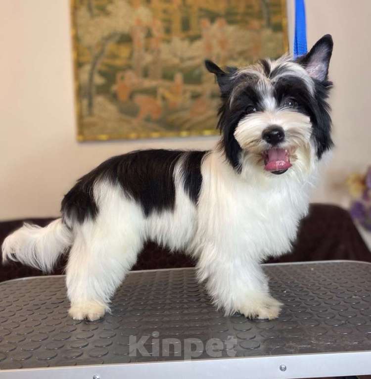 Собаки в Москве: Йветной Йорк мальчик Мальчик, 50 000 руб. - фото 3