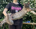 Кошки в Брянске: Котик Лемур Мальчик, 15 000 руб. - фото 7