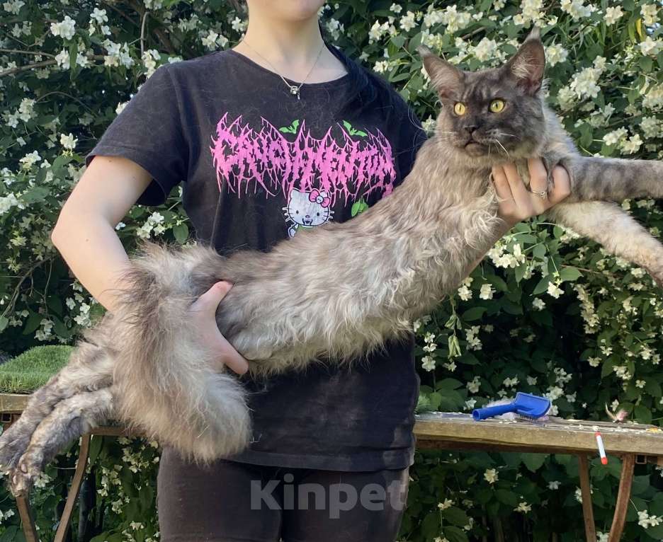 Кошки в Брянске: Котик Лемур Мальчик, 15 000 руб. - фото 7