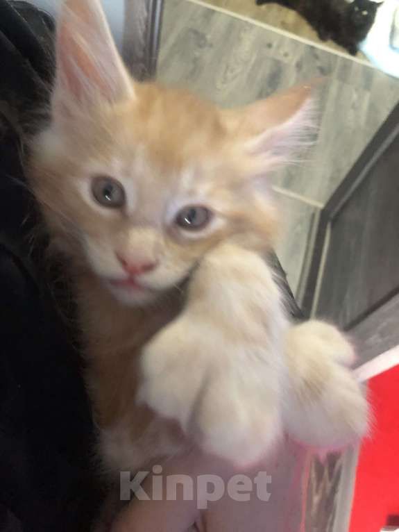 Кошки в Санкт-Петербурге: Полидакт Мальчик, 20 000 руб. - фото 3