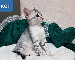 Кошки в Санкт-Петербурге: Мальчик редкой породы Египетская мау  Мальчик, Бесплатно - фото 1