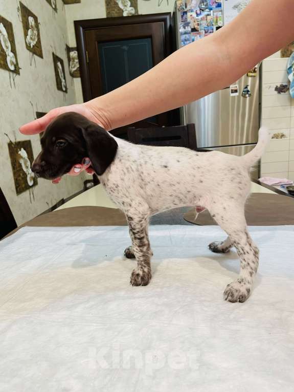 Собаки в Ступино: Щенки курцхаар Мальчик, Бесплатно - фото 2