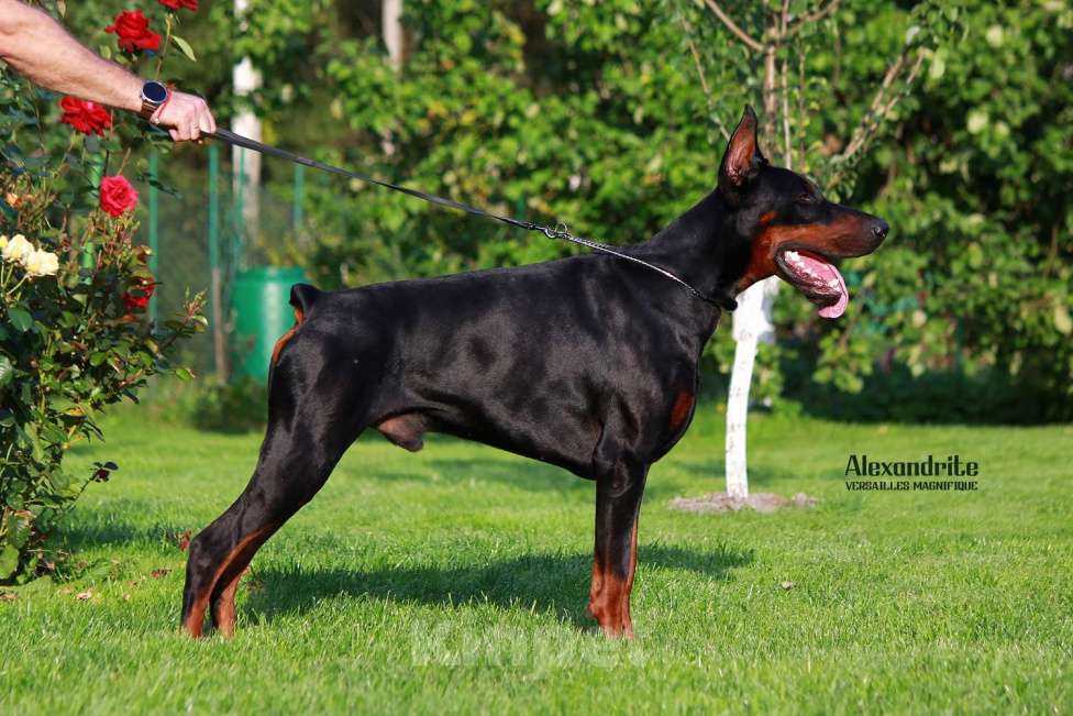 Собаки в Санкт-Петербурге: Щенок добермана в питомнике Версаль Манифик Мальчик, 130 000 руб. - фото 4