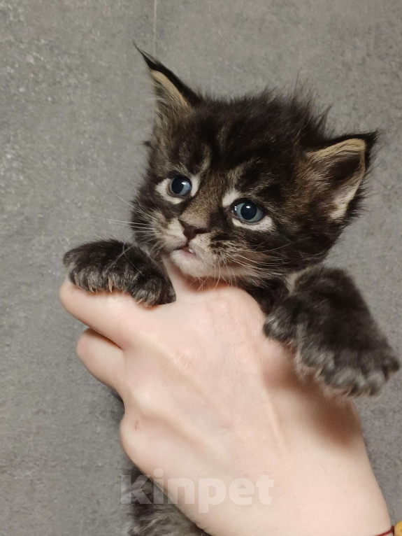 Кошки в Йошкаре-Оле: Шикарные котята Мейн-Кун Мальчик, 10 000 руб. - фото 1