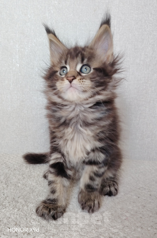 Кошки в Кубинке: Котенок мейн-куна Девочка, 70 000 руб. - фото 1