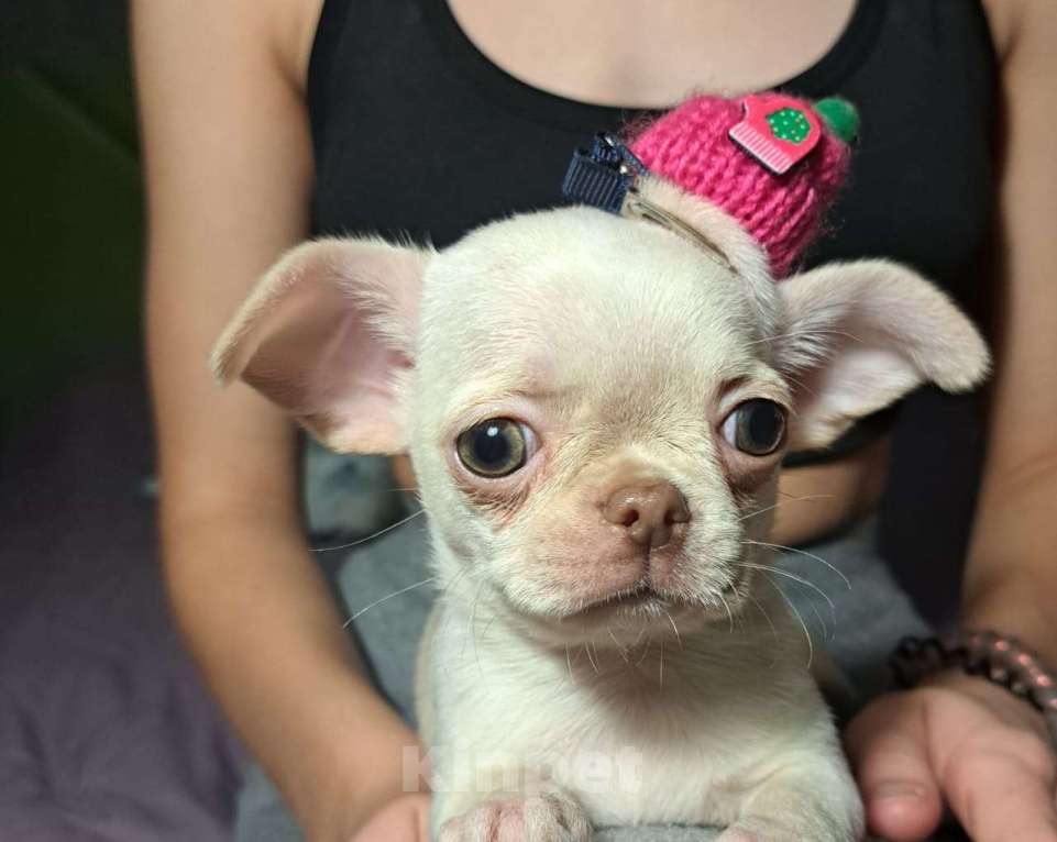 Собаки в Ростове-на-Дону: Девочки чихуахуа  Девочка, 55 000 руб. - фото 5