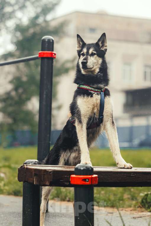 Собаки в Москве: Джой ждет свою семью Мальчик, Бесплатно - фото 8