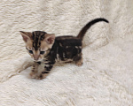 Кошки в Ростове-на-Дону: Бенгальские котята Девочка, 17 000 руб. - фото 3