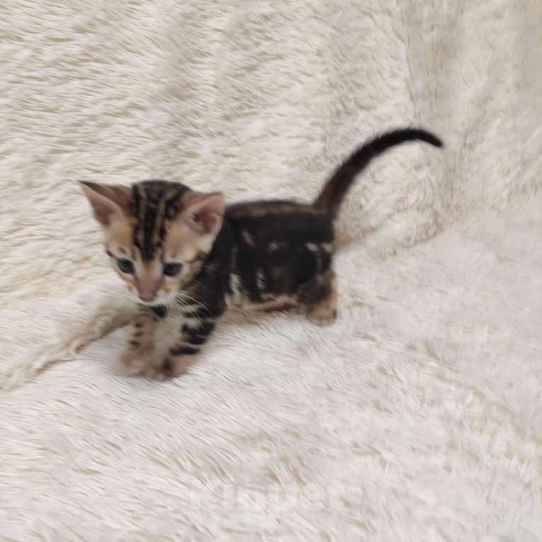 Кошки в Ростове-на-Дону: Бенгальские котята Девочка, 17 000 руб. - фото 3