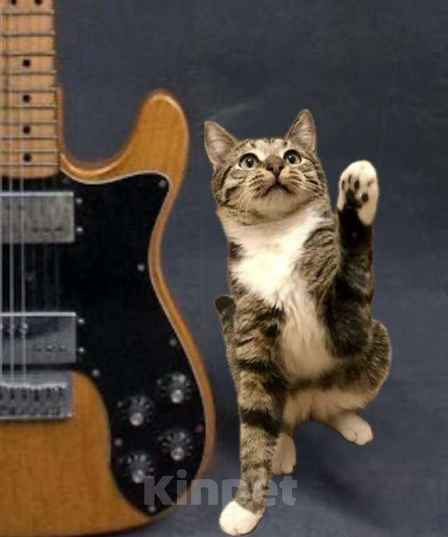 Кошки в Санкт-Петербурге: Котик полосатик ищет дом Мальчик, Бесплатно - фото 1