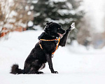 Собаки в Москве: Небольшая черная собачка Эльза в добрые руки Девочка, 1 руб. - фото 5