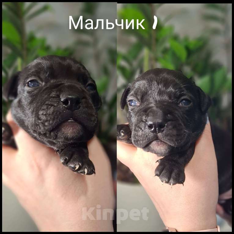 Собаки в Костроме: Американские булочки Девочка, 70 000 руб. - фото 5