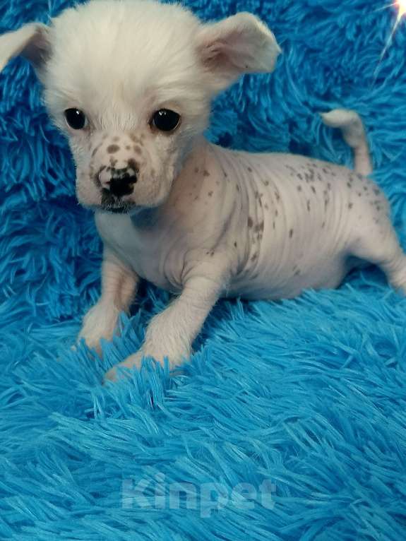 Собаки в Санкт-Петербурге: Китайская хохлатая мини Мальчик, 45 000 руб. - фото 4