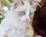 Кошки в Москве: Котёнок Пиксель - голубоглазый красавец в добрые руки  Мальчик, Бесплатно - фото 6
