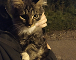 Кошки в других городах Московской области: Очень хороший котенок Мальчик, Бесплатно - фото 1