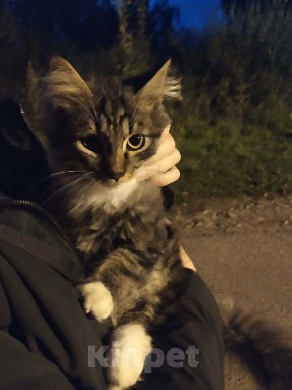 Кошки в других городах Московской области: Очень хороший котенок Мальчик, Бесплатно - фото 1