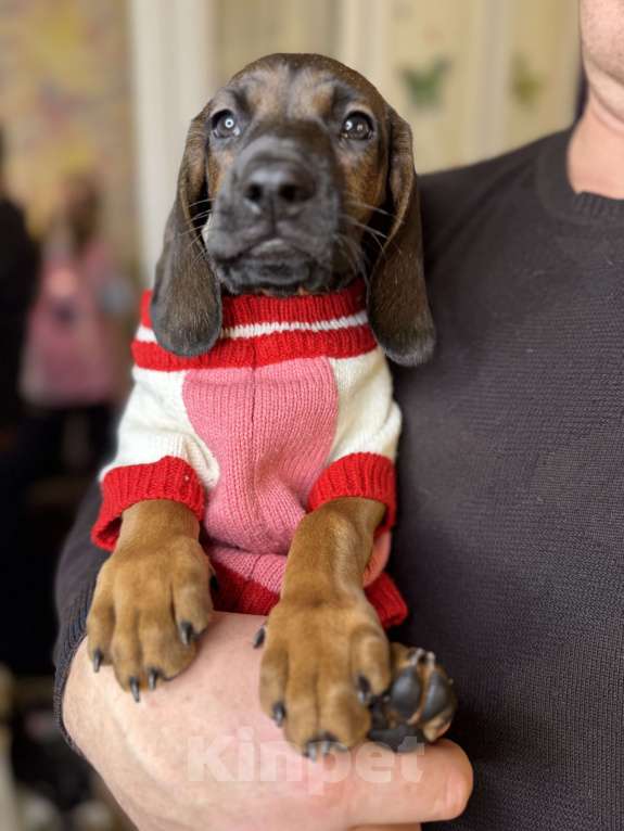 Собаки в Санкт-Петербурге: Щенок редкой породы Баварской горной гончей Девочка, 75 000 руб. - фото 1