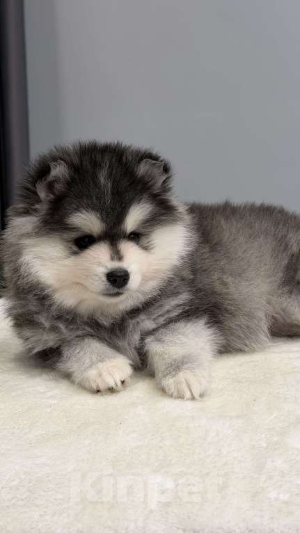 Собаки в Санкт-Петербурге: Мальчик помски Мальчик, 70 000 руб. - фото 4