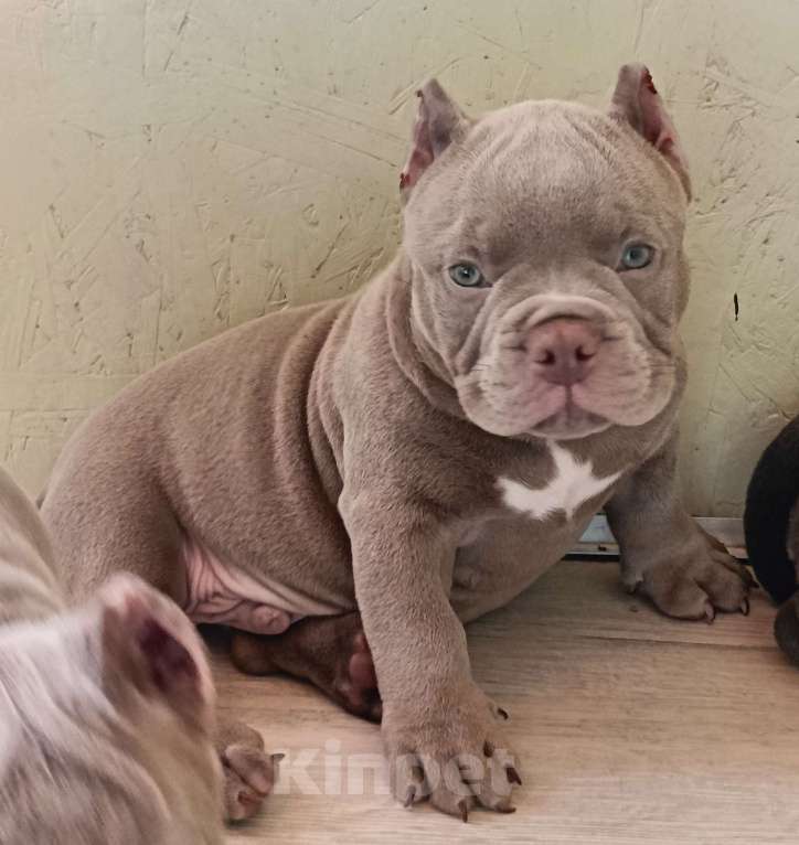 Собаки в Москве: Супер Американский Булли Микро Мальчик, 90 000 руб. - фото 4