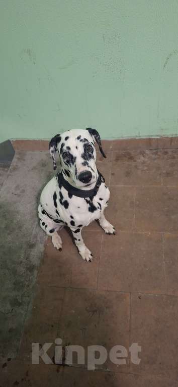 Собаки в Москве: Найден далматин девочка Девочка, Бесплатно - фото 2