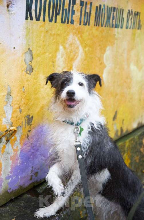 Собаки в Санкт-Петербурге: Собака в добрые руки Девочка, Бесплатно - фото 1