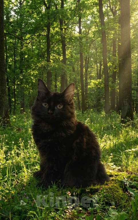 Кошки в Москве: Котята курильчата Мальчик, 35 000 руб. - фото 3